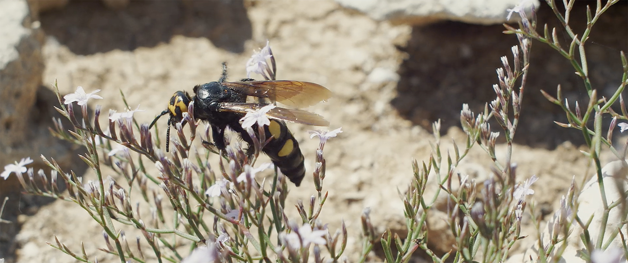 Fotograma de 'Bee or not to be'