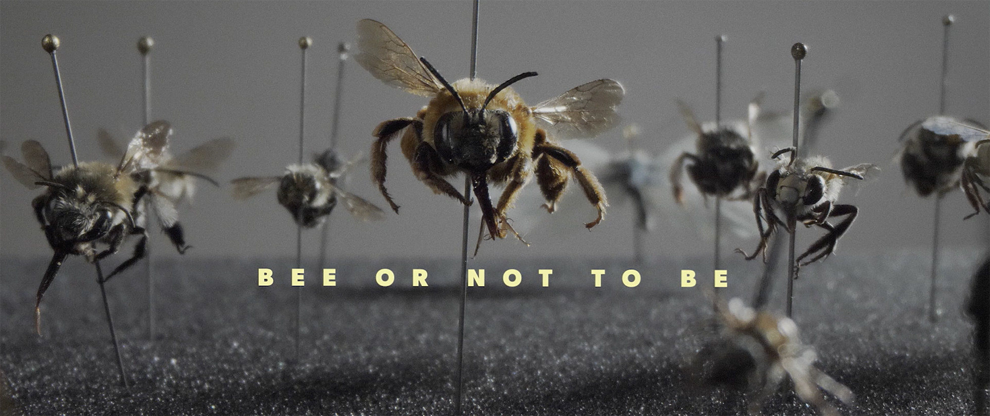 Fotograma de 'Bee or not to be'