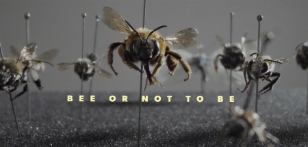 Bee or not to be se proyectará en la 23º edición de Lucania Film Festival